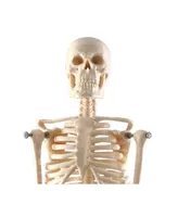 Supertek Human Skeleton Model with Key, 10.5"