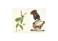 The Birds of America by John James Audubon