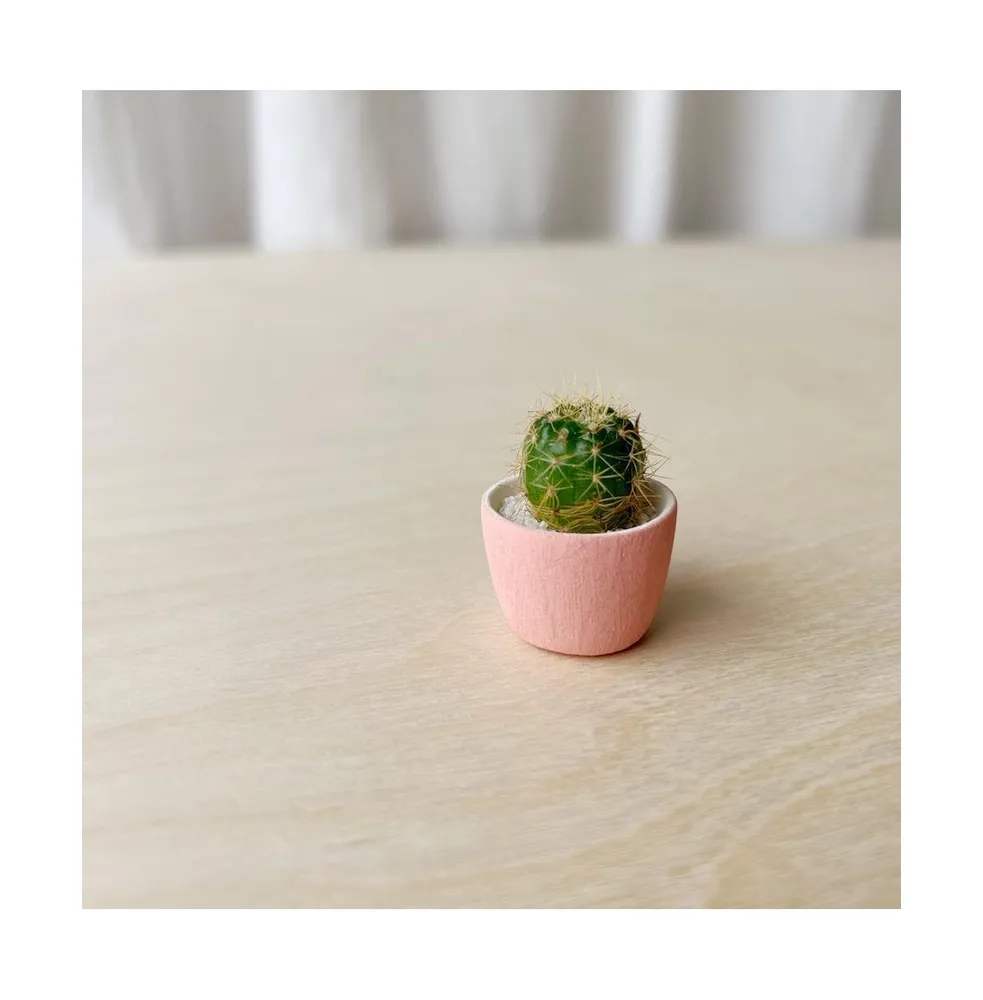 Tierra Sol Studio Frank Mini Cactus Kit