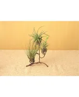 Ancient Graffiti Standing Triple Air Planter, Metal 8in