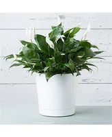 Novelty Full Depth Cylinder Pot, White, 12 Inch