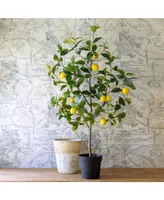 Lemon Tree in Plastic Pot