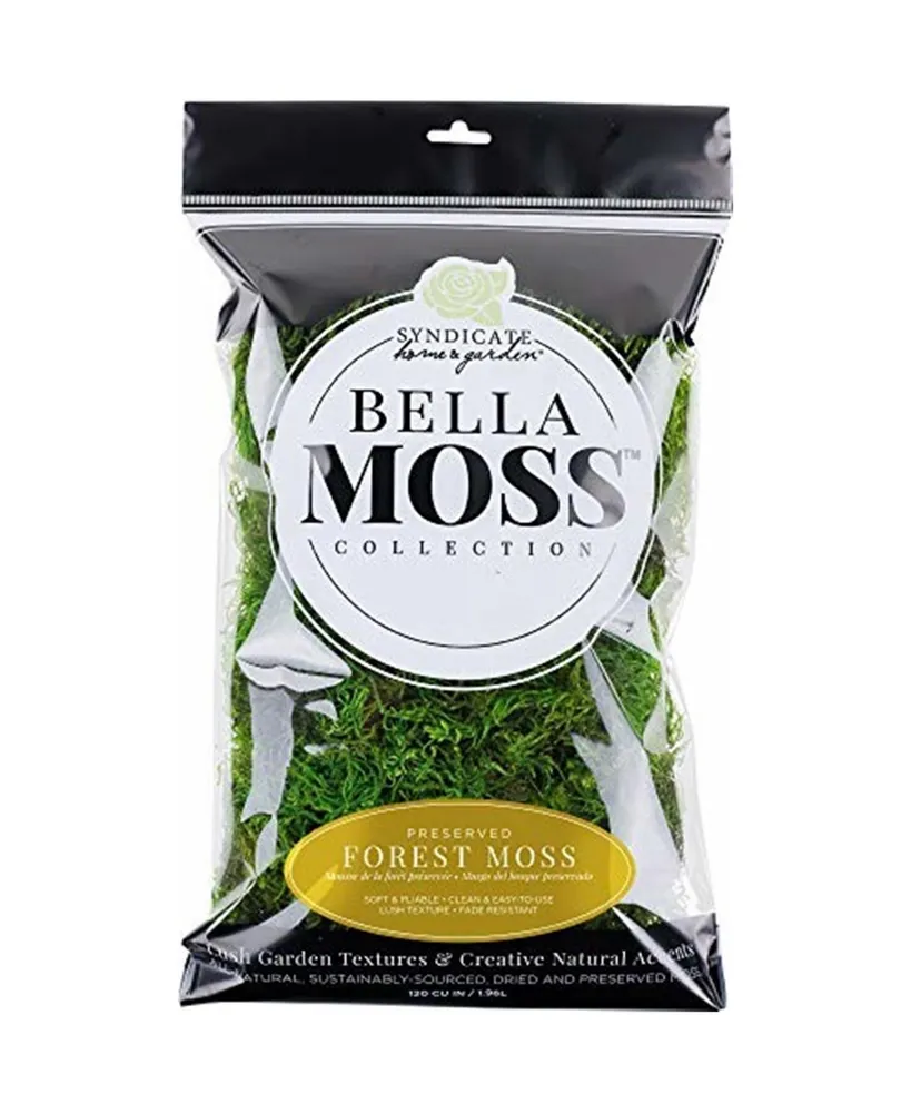 Syndicate Sales Bella Moss Preserved Forest Bulk Moss, Green