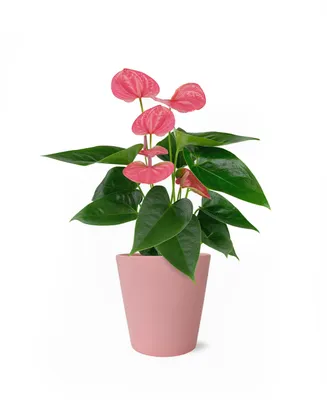 BloomsyBox Perfectly Pink Anthurium Live Plant
