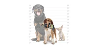 Silly Squeaker Liquor Bottle TailFleas, 2-Pack Dog Toys