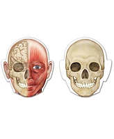 Learning Resources Double-Sided Magnetic Human Body