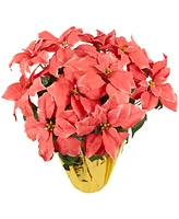 Northlight Dark Pink Artificial Christmas Poinsettia 20"