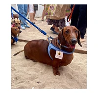 PoisePup Pet Dog Step-in Harness - Ocean Vibes