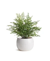 Napa Home & Garden Kayla Pot Small