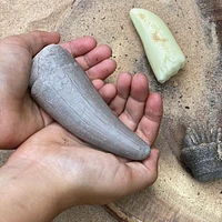 Yellow Door Sensory Prehistoric Teeth Stones and Activity Cards Set