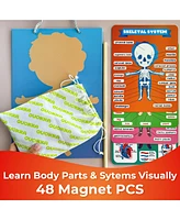 Quokka Human Body Parts Anatomy Skeleton Magnetic Puzzles for Kids 3-5