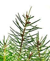 International Christmas Innovation Fresh Cut Real Christmas Tree Douglas Fir 4'-5'