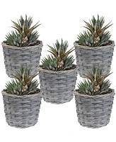 Sunnydaze Decor 5-Piece Wicker Planter Basket Set - Indoor Use Only - Plastic Lined Flower Pots - Gray Poplar Construction with Steel Wire Frame