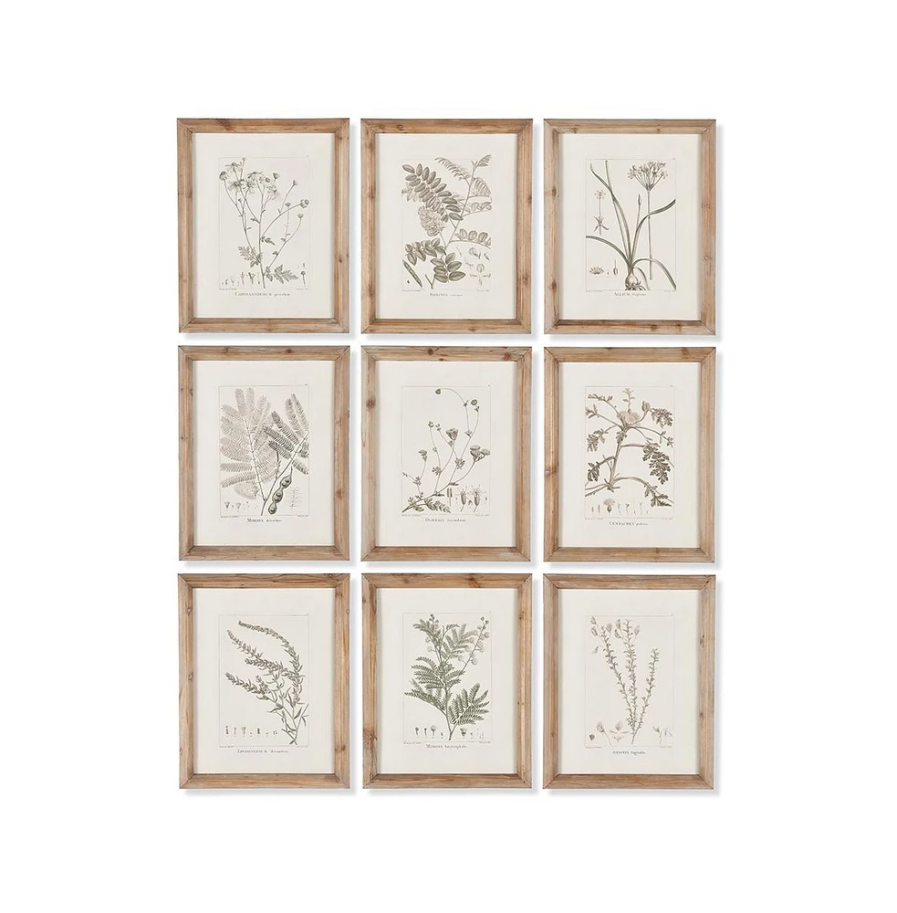 Napa Home & Garden Botanical Illustrations, Set Of 9