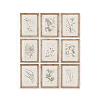 Napa Home & Garden Botanical Illustrations, Set Of 9