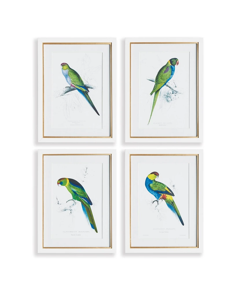 Colorful Parrots Prints St/4