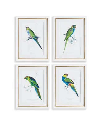 Colorful Parrots Prints St/4