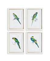 Colorful Parrots Prints St/4