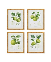 Fruit Study, Set Of 4