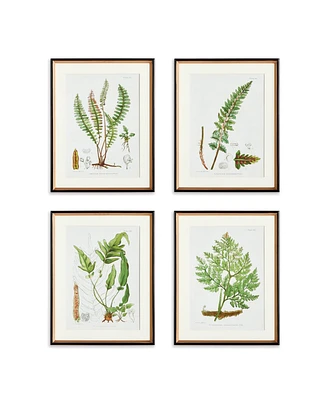 17.75" x 23" Decorative Structural Fern Botanical Study Framed Prints, Set of 4