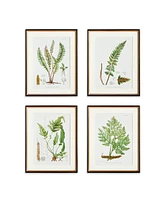 17.75" x 23" Decorative Structural Fern Botanical Study Framed Prints, Set of 4