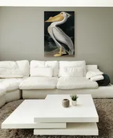 John James Audubon 'American White Pelican' Canvas Art