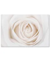 Cora Niele 'White Rose' Canvas Art