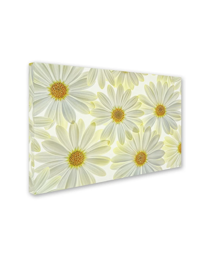 Cora Niele 'Daisy Flowers' Canvas Art - 47" x 30" x 2"