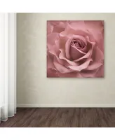 Cora Niele 'Misty Rose Pink Rose' Canvas Art