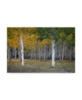 J.d. Mcfarlan 'Dixie Forest, Ut' Canvas Art - 19" x 12"