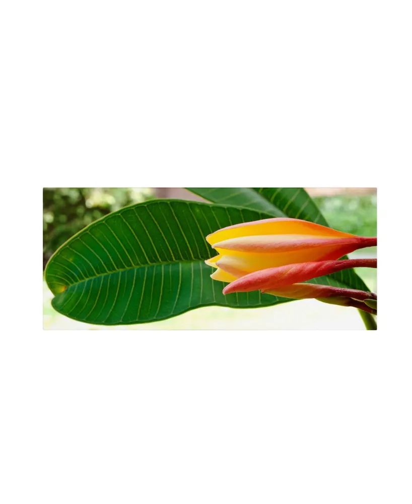 Kurt Shaffer 'Plumeria Opening' Canvas Art - 19" x 8"