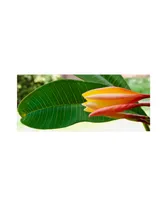 Kurt Shaffer 'Plumeria Opening' Canvas Art - 19" x 8"