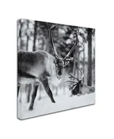 Hugh Evans 'Reindeer' Canvas Art - 14" x 14"