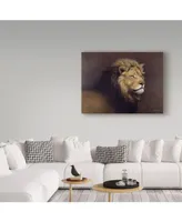 Harro Maass 'Lion Male' Canvas Art - 32" x 24"