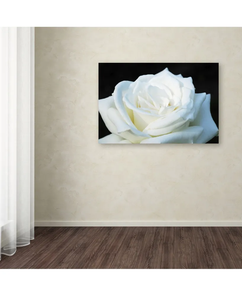 Kurt Shaffer 'White Rose Ii' Canvas Art - 24" x 16"