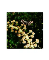 Kurt Shaffer 'Zebra Longwing Butterfly' Canvas Art - 14" x 14"