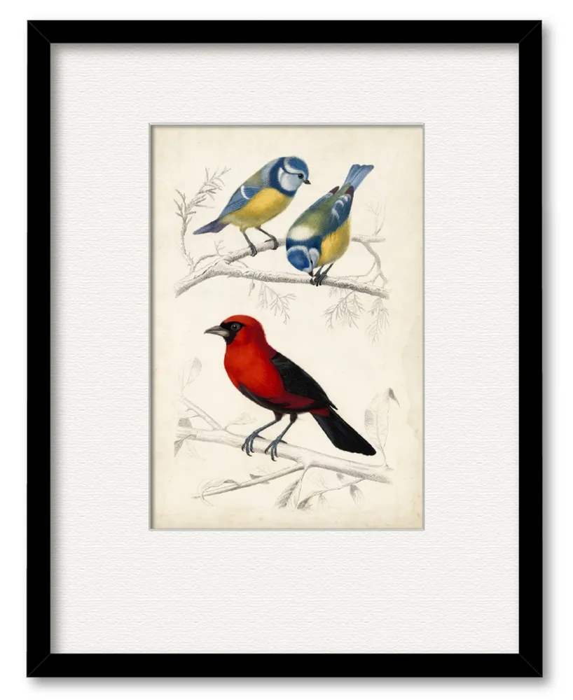 Courtside Market D'Orbigny Birds Iii 16" x 20" Framed and Matted Art