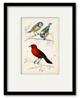 Courtside Market D'Orbigny Birds Iii 16" x 20" Framed and Matted Art