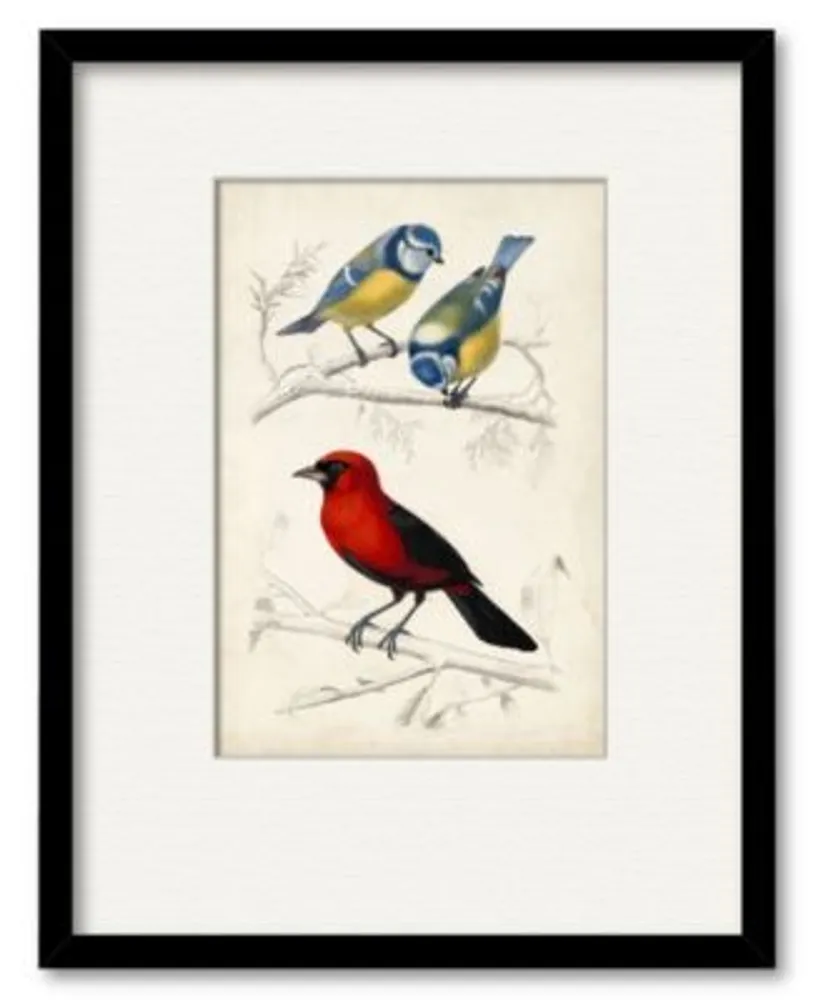 Courtside Market Dorbigny Birds Iii Framed Matted Art Collection