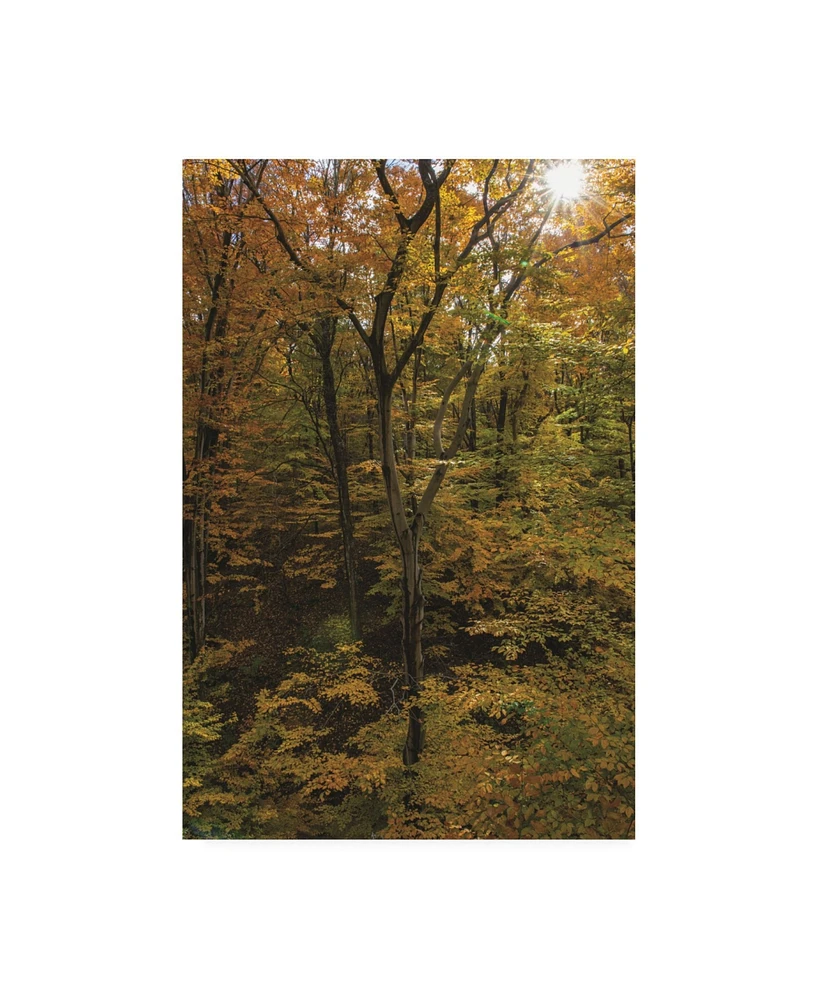 Kurt Shaffer Photographs Sunlight in a November Forest Canvas Art - 27" x 33.5"