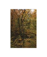 Kurt Shaffer Photographs Sunlight in a November Forest Canvas Art - 27" x 33.5"