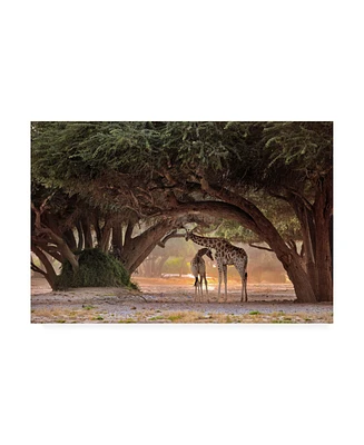 Giuseppe D Amico Giraffe Namibia Canvas Art - 37" x 49"