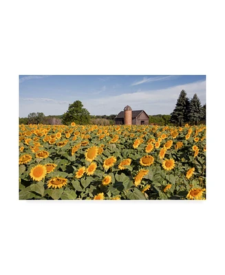 Monte Nagler Sunflowers and Barn Owosso Mi Canvas Art - 20" x 25"
