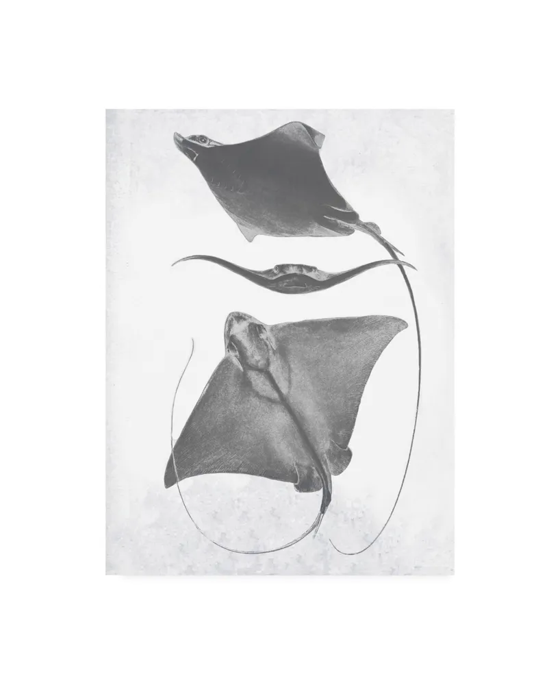 Studio W Grey-Scale Stingrays Iii Canvas Art