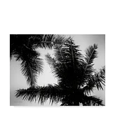 Debra Van Swearingen Palm Tree Looking Up I Canvas Art - 37" x 49"