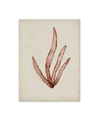 Naomi Mccavitt Seaweed Specimens Viii Canvas Art