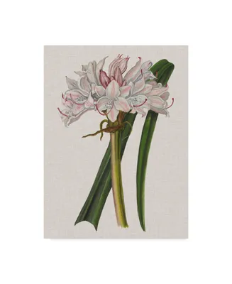 Naomi Mccavitt Crinium Lily I Canvas Art