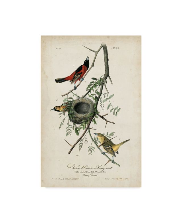 John James Audubon Orchard Orioles Canvas Art