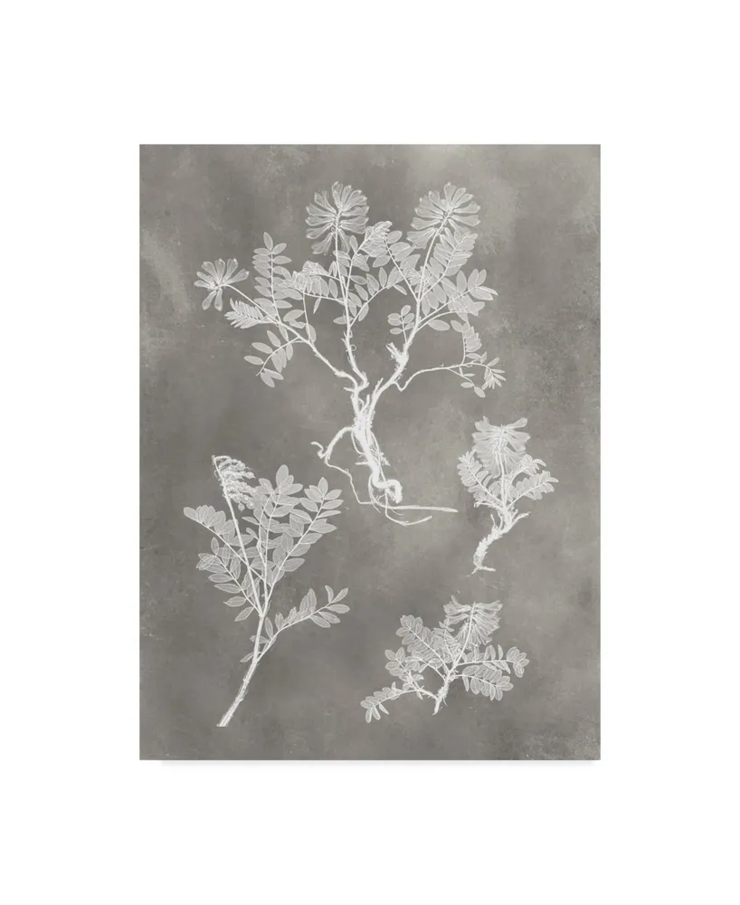 Vision Studio Herbarium Study Ii Canvas Art