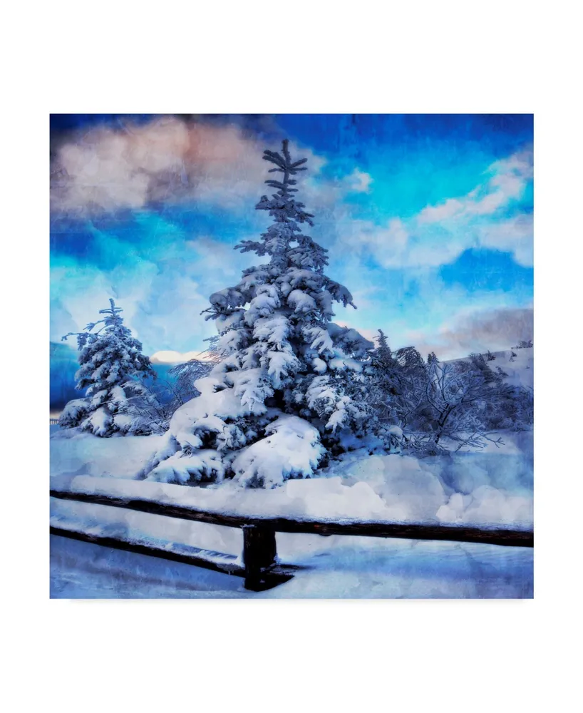 Philippe Sainte-Laudy My Beautiful Fir Tree Canvas Art - 15" x 20"